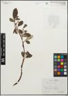 Foto von Salix glauca L.
